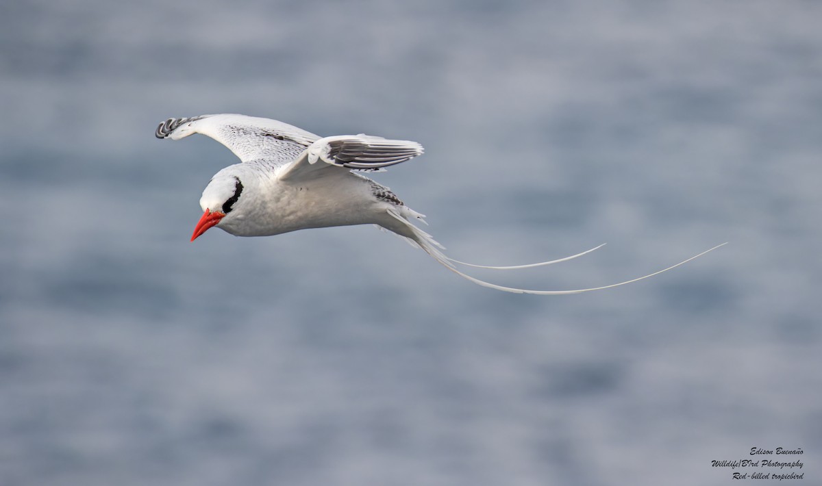 Red-billed Tropicbird - ML620676395