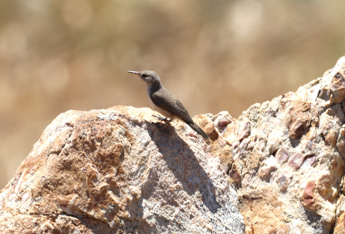 Rock Wren - ML620676396