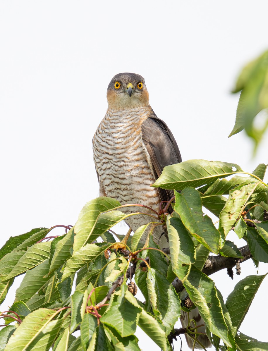 Eurasian Sparrowhawk - ML620676398