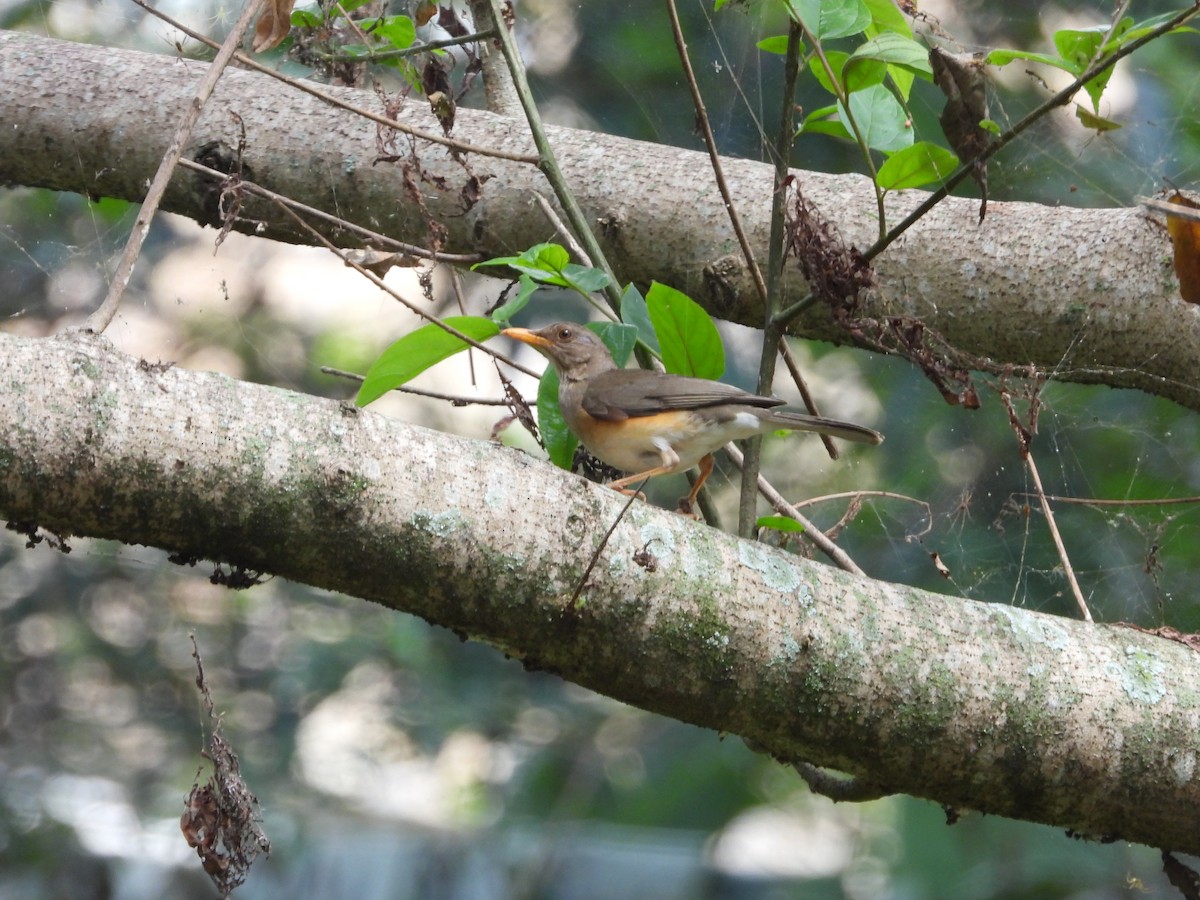 African Thrush - ML620676399