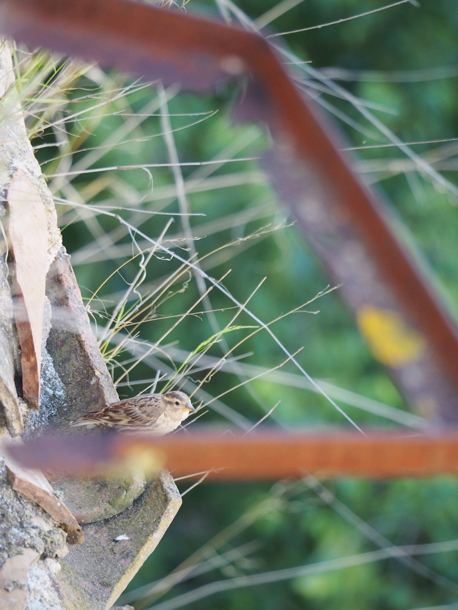 Rock Sparrow - ML620676401