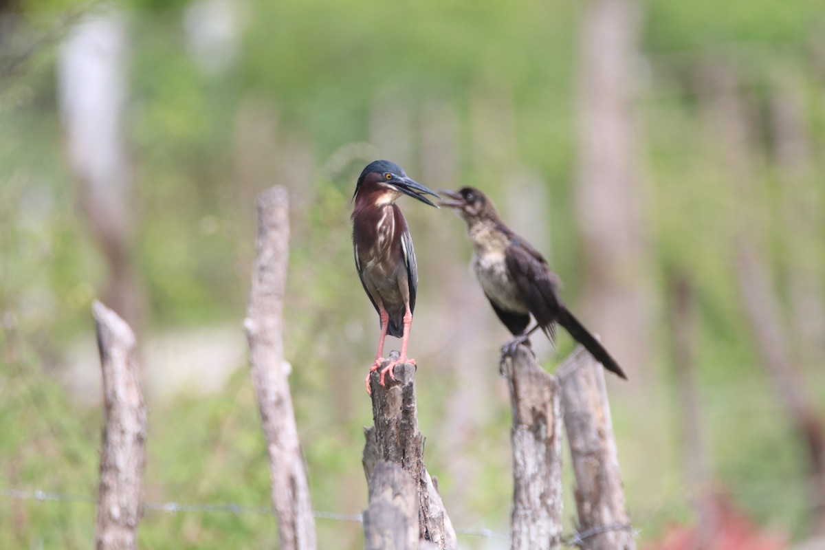 Green Heron - ML620676404