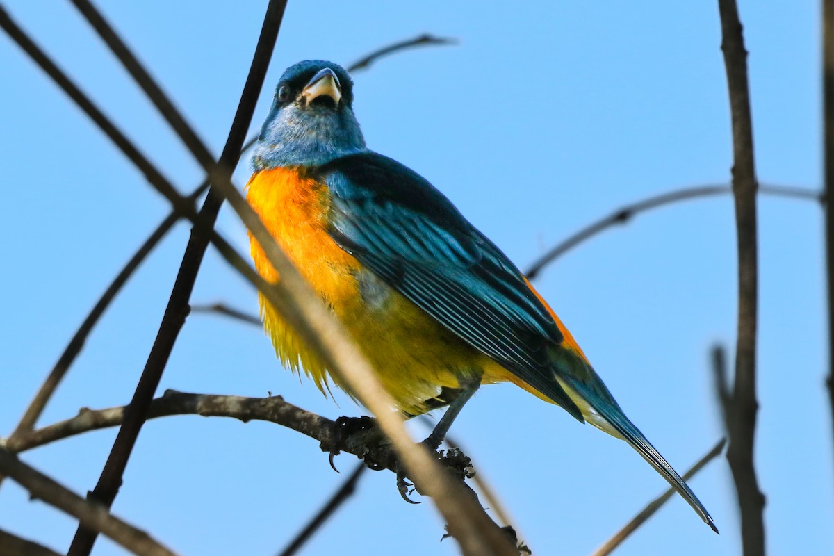 Blue-and-yellow Tanager - ML620676405