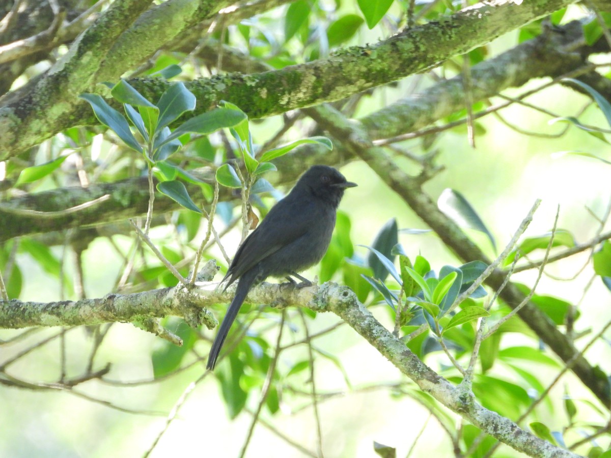 Kuzeyli Drongo Sinekkapanı - ML620676406