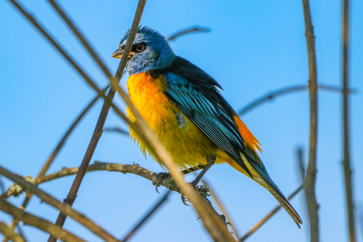 Blue-and-yellow Tanager - ML620676407