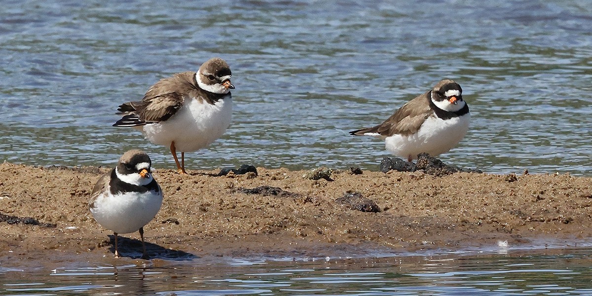 Semipalmated Plover - ML620676410