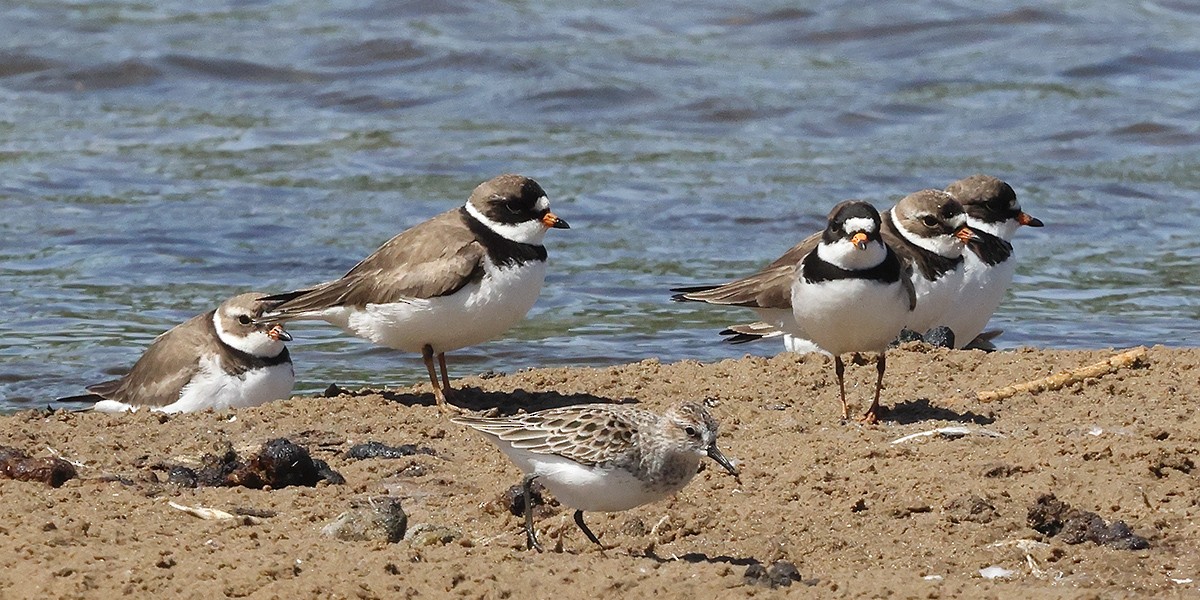 Semipalmated Plover - ML620676411