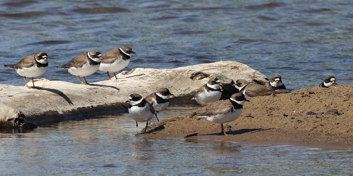 Semipalmated Plover - ML620676412
