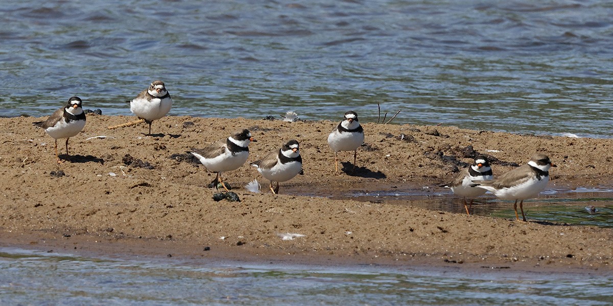 Semipalmated Plover - ML620676413