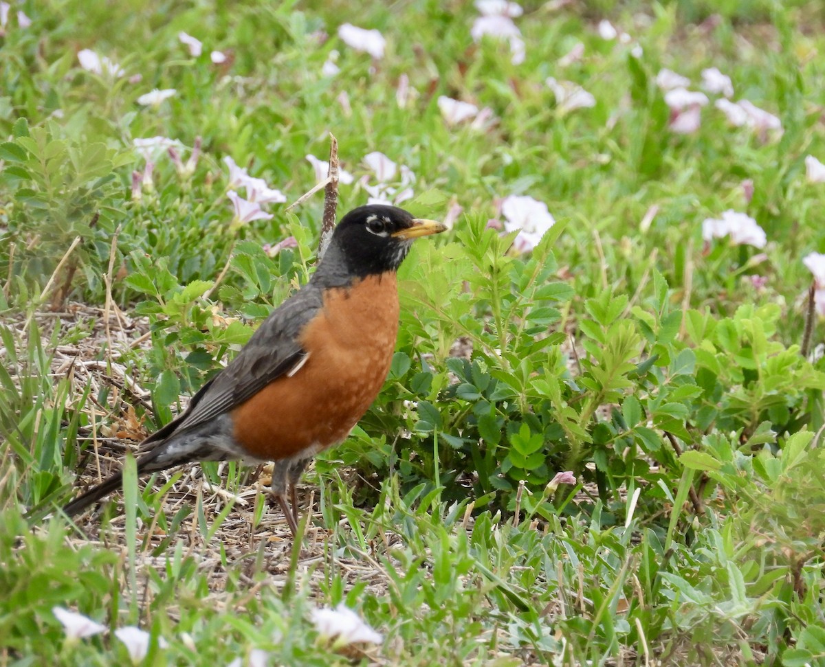 American Robin - ML620676421