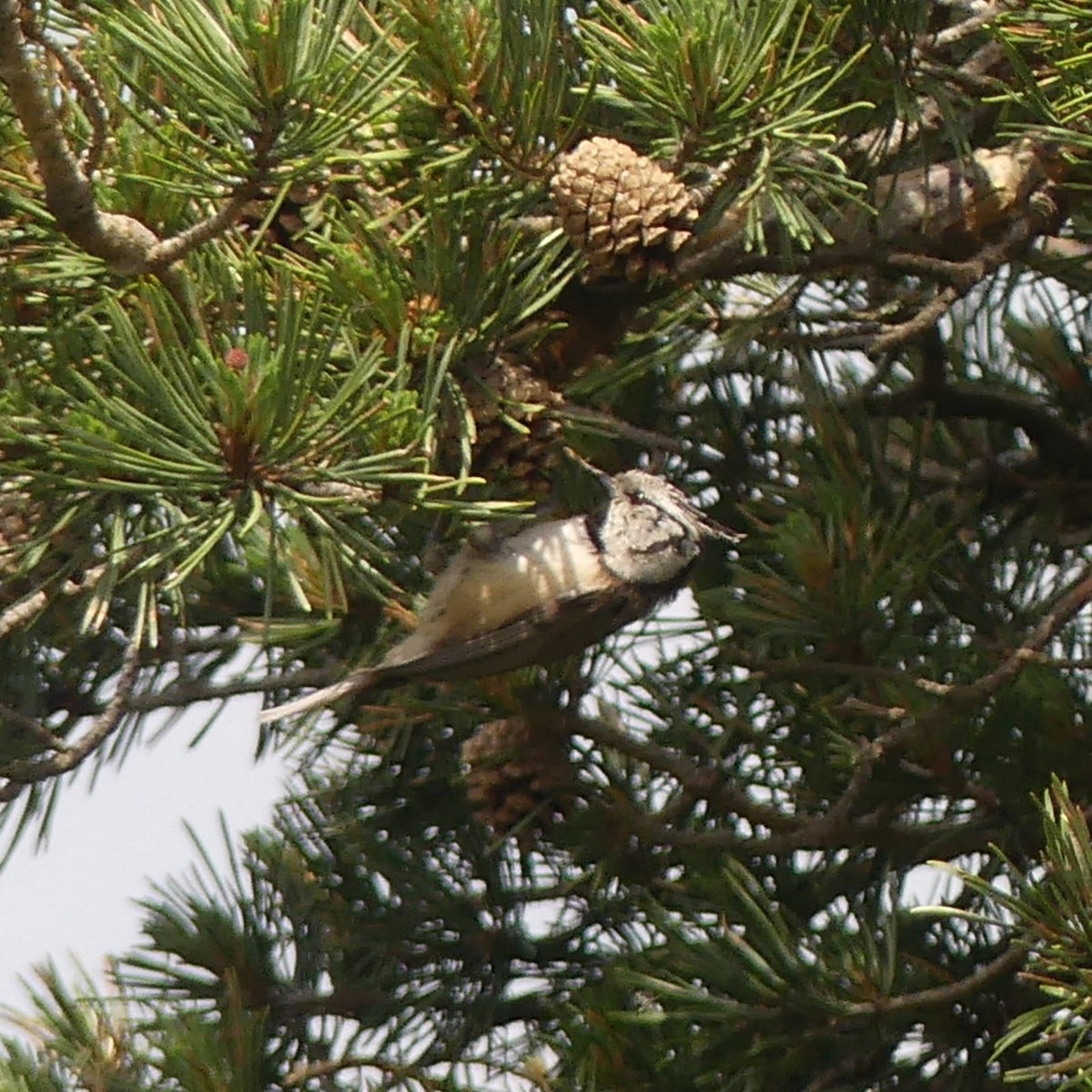 Crested Tit - Duncan Wiseman