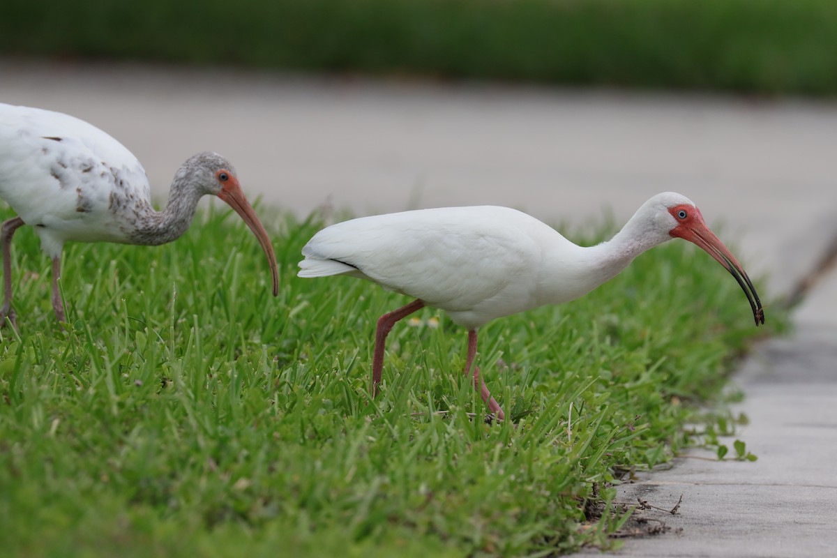 White Ibis - ML620676424