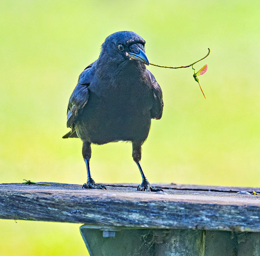 American Crow - ML620676425