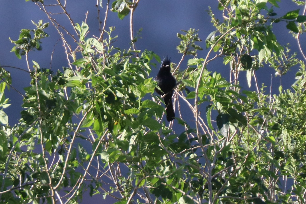 Capulinero Negro - ML620676429