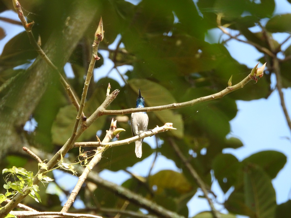 Grünkopf-Nektarvogel (verticalis/viridisplendens) - ML620676431