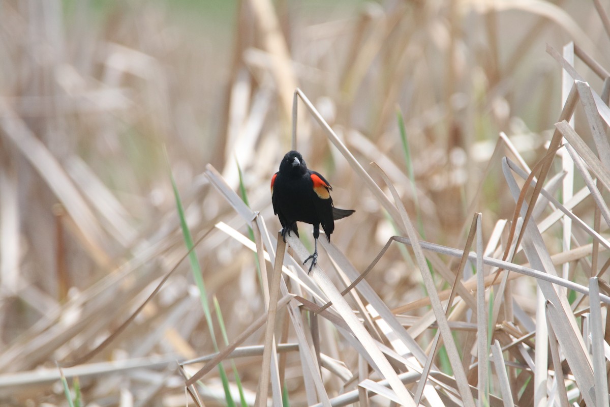 Red-winged Blackbird - ML620676432