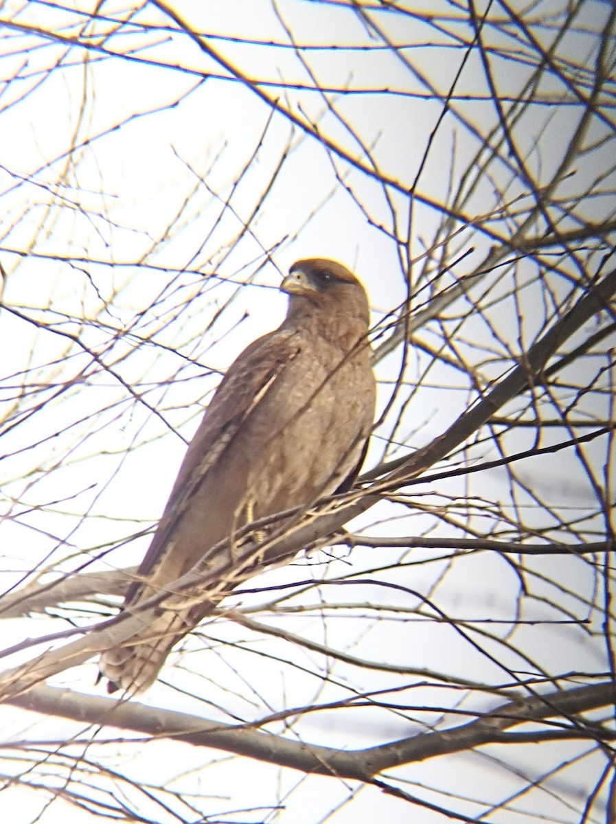 Chimango Caracara - ML620676434