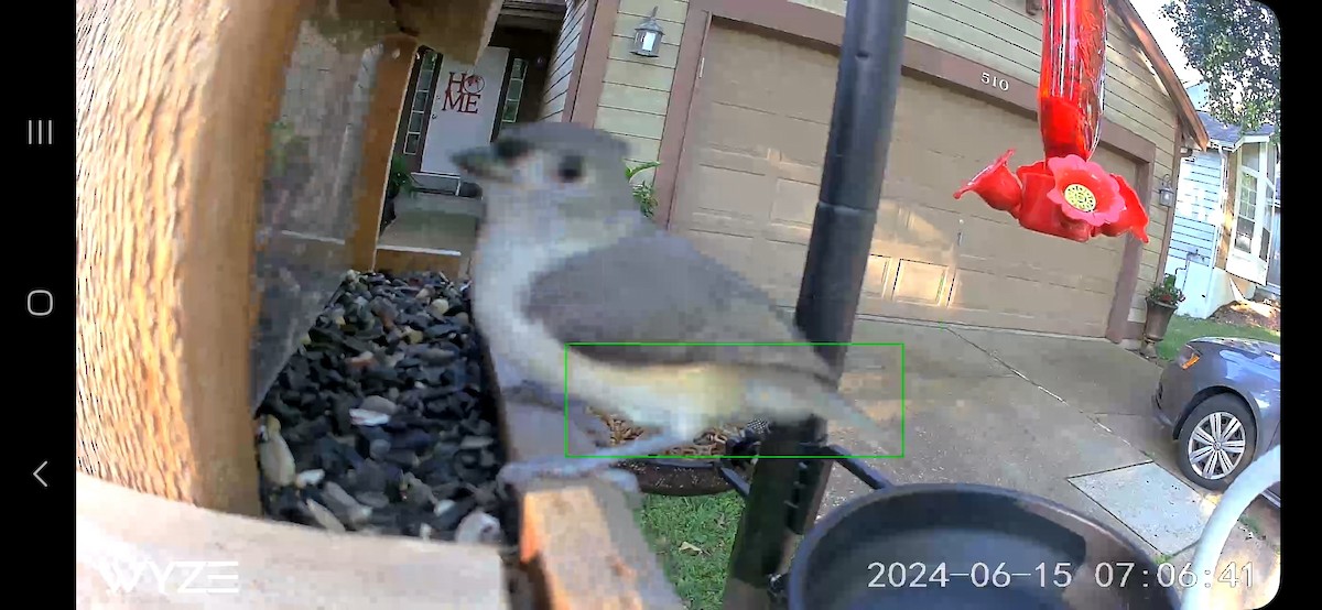 Tufted Titmouse - ML620676436