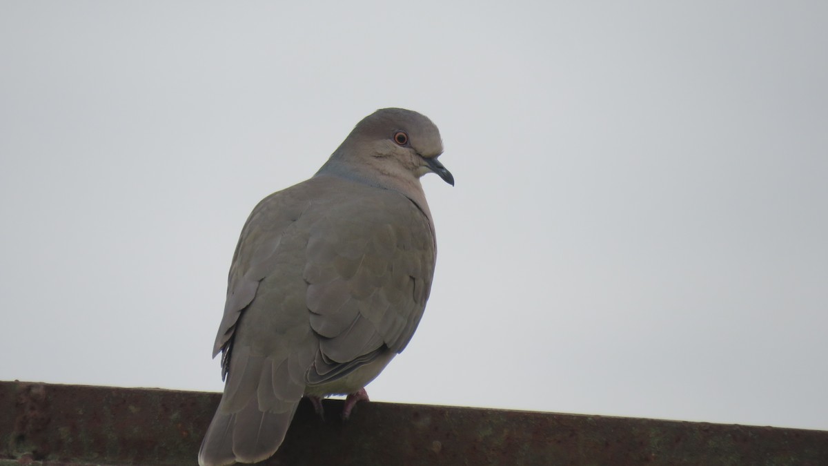 White-tipped Dove - ML620676441