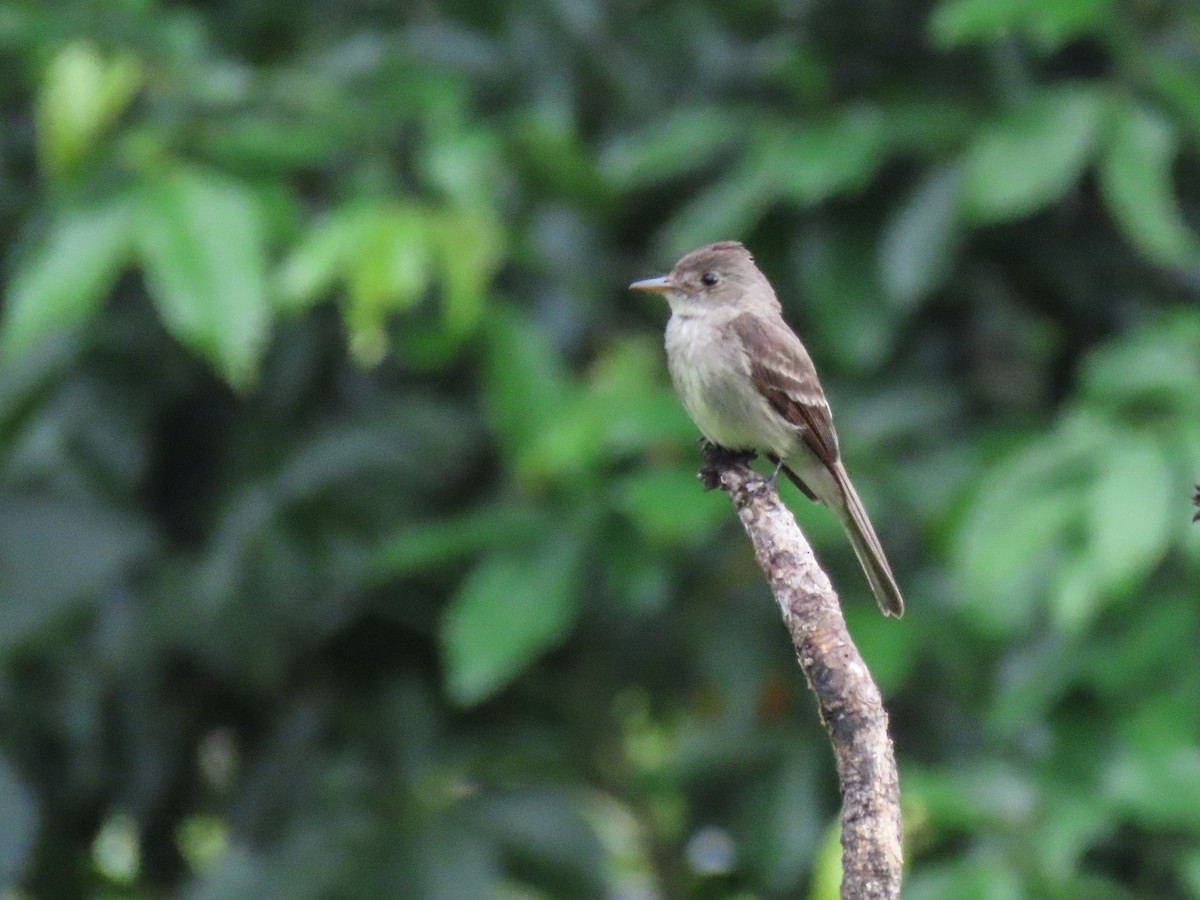 Northern Tropical Pewee - ML620676443