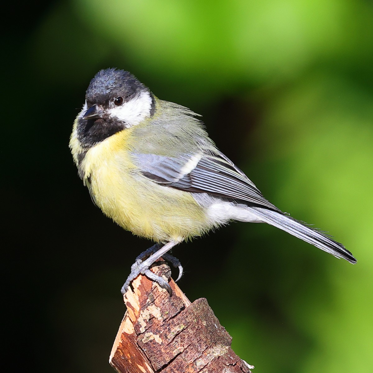 Great Tit - ML620676446