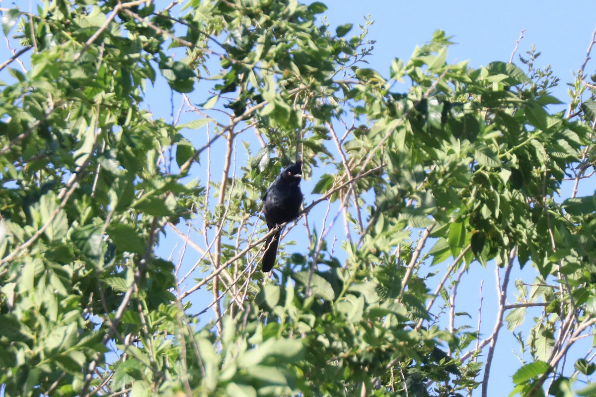 Capulinero Negro - ML620676447