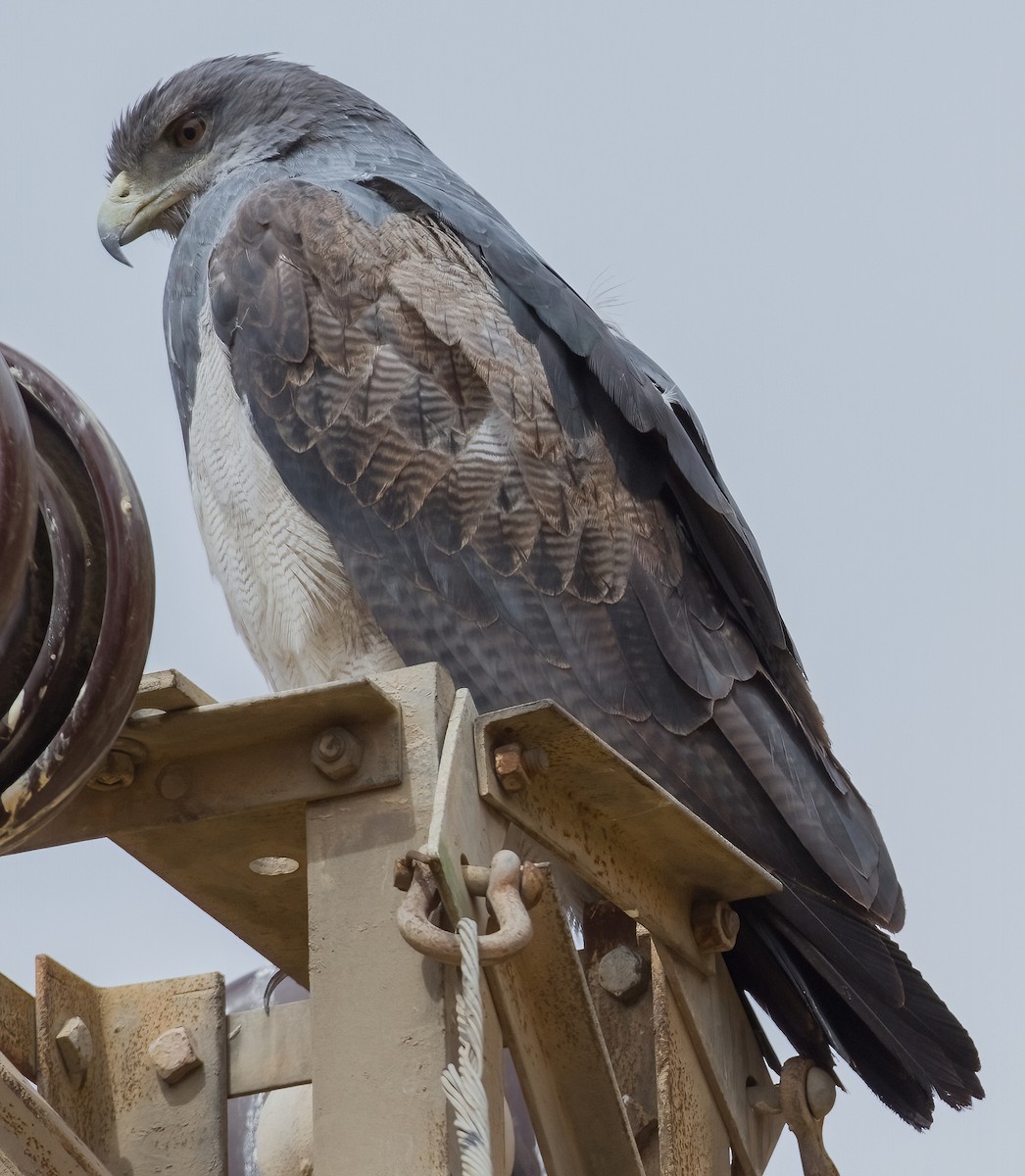 Black-chested Buzzard-Eagle - ML620676448