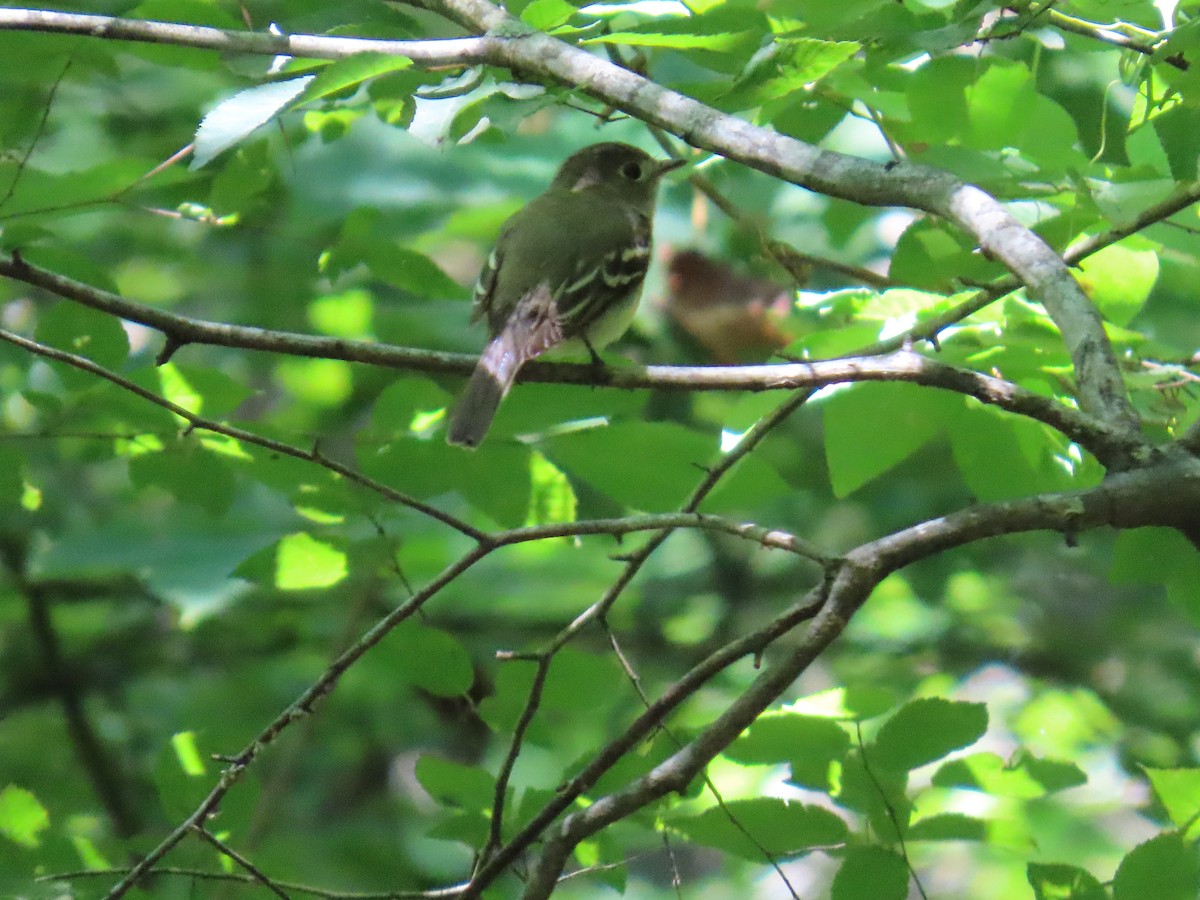 Acadian Flycatcher - ML620676449