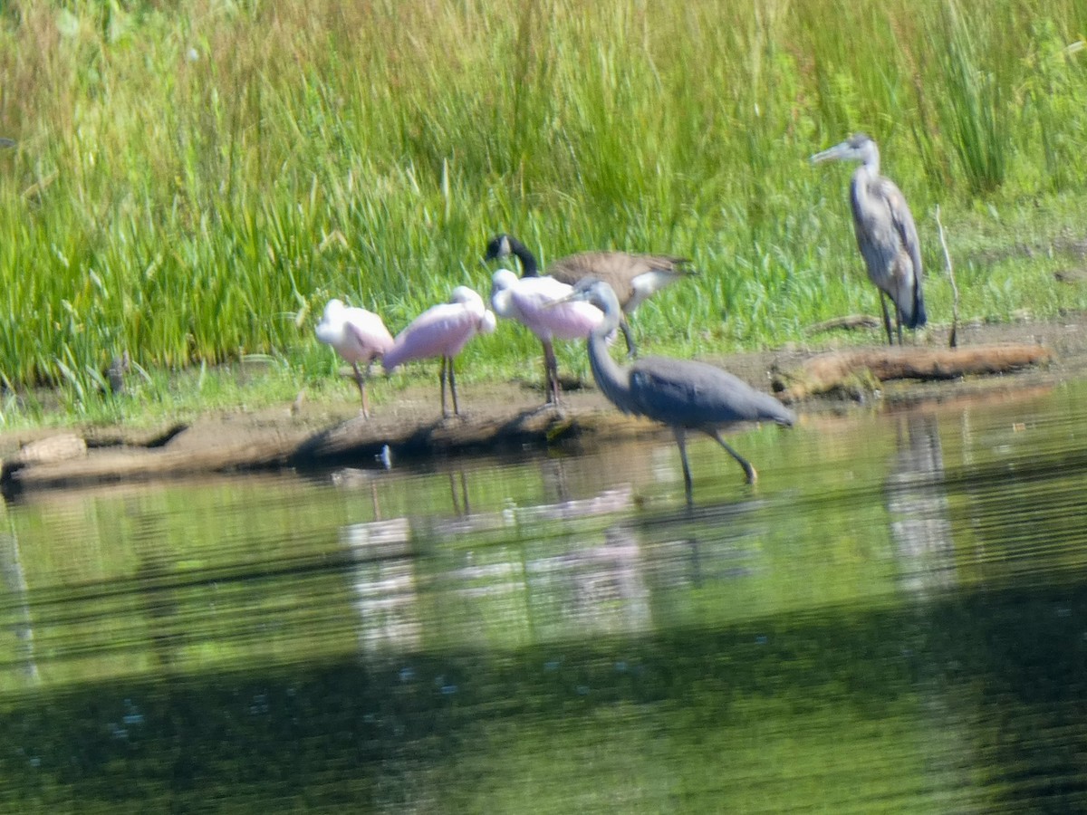 Roseate Spoonbill - ML620676452