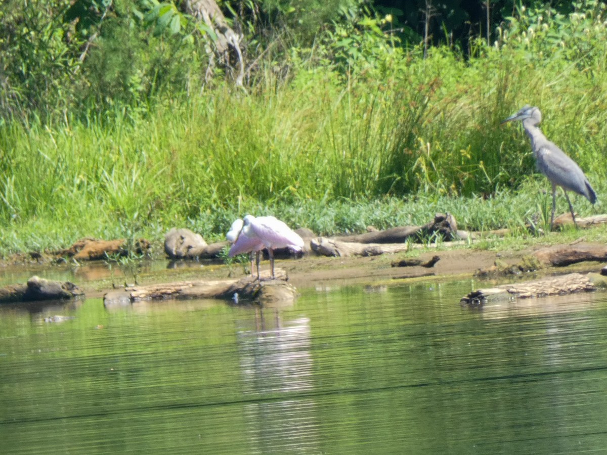 Roseate Spoonbill - Justin Cober-Lake