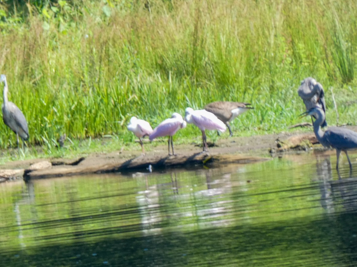 Roseate Spoonbill - ML620676454