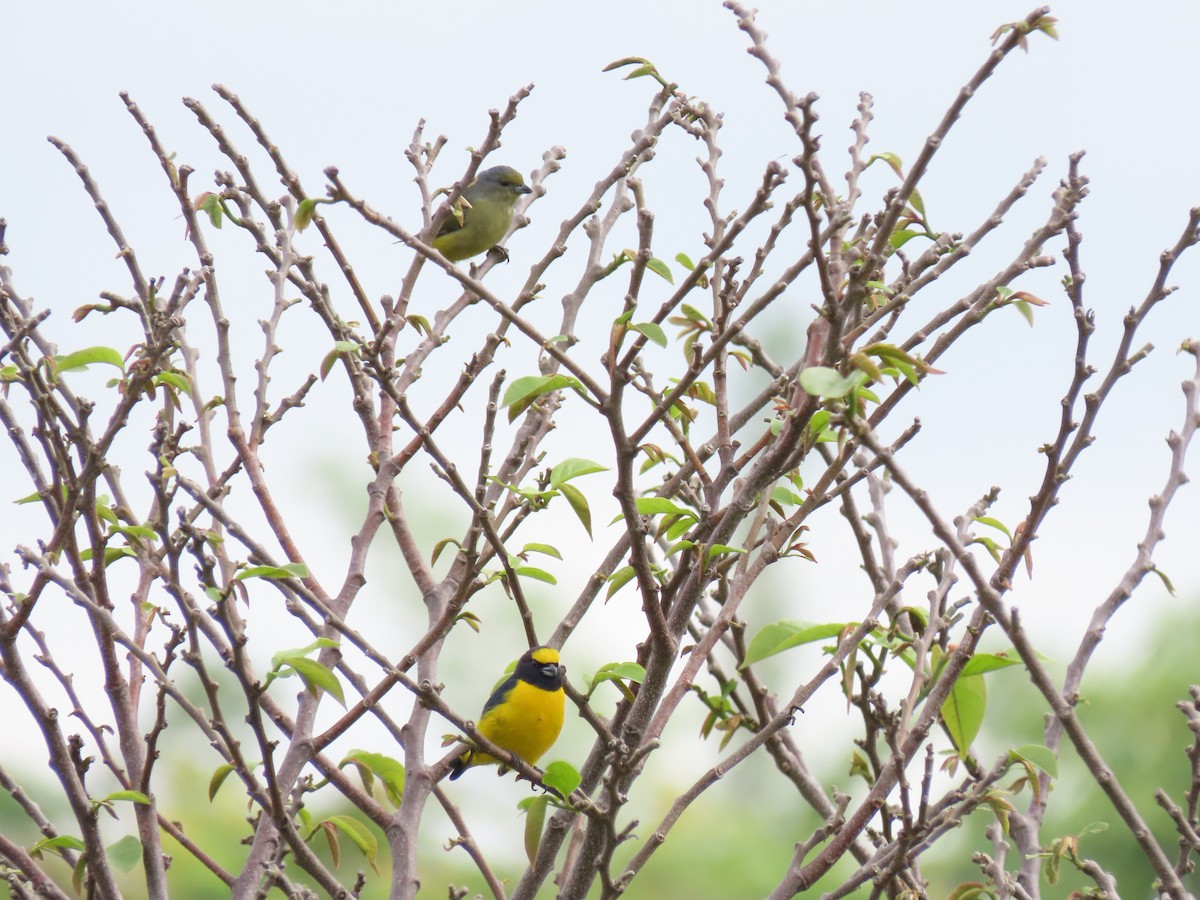 Scrub Euphonia - Carlos Funes