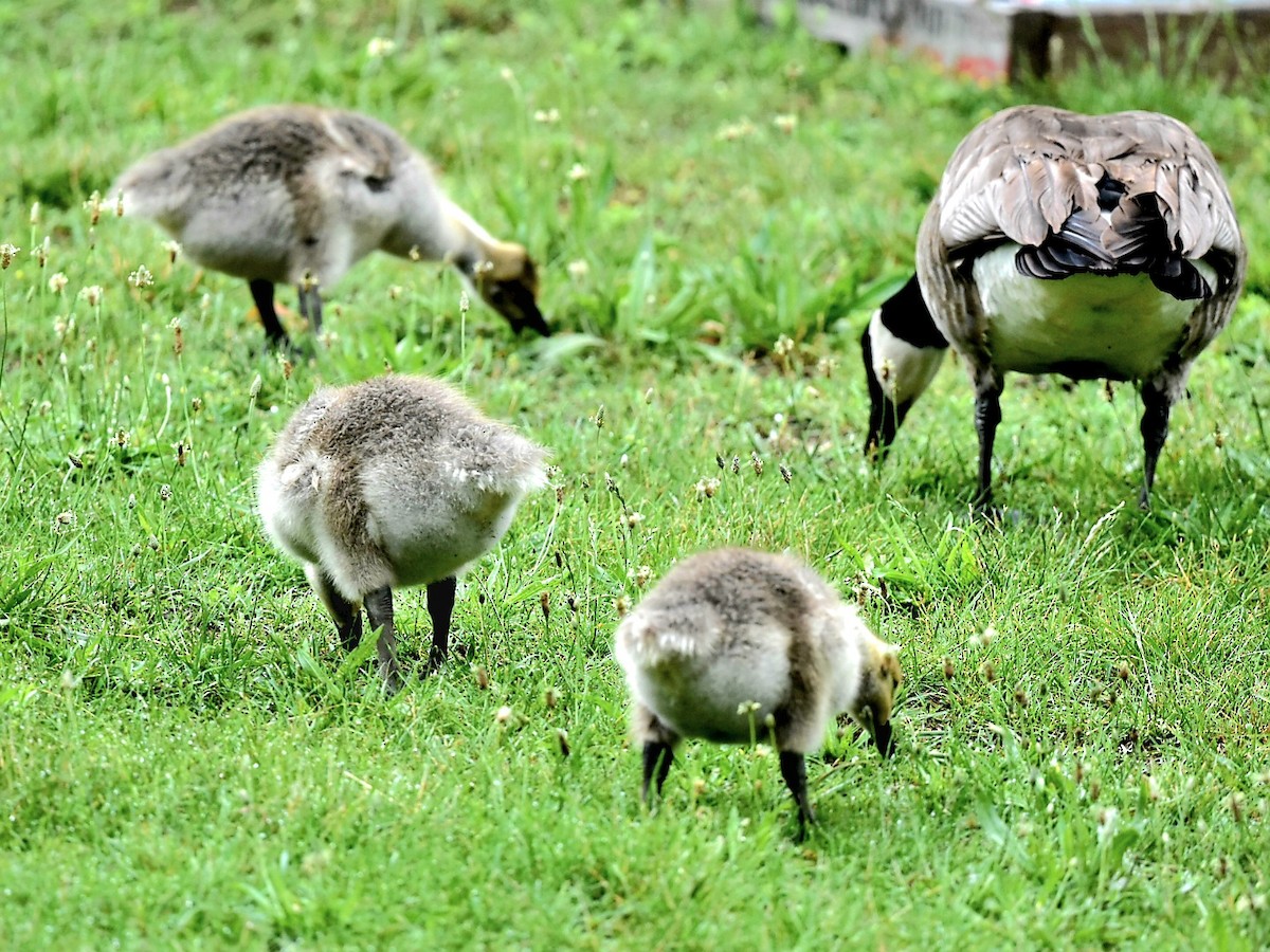 Canada Goose - ML620676458