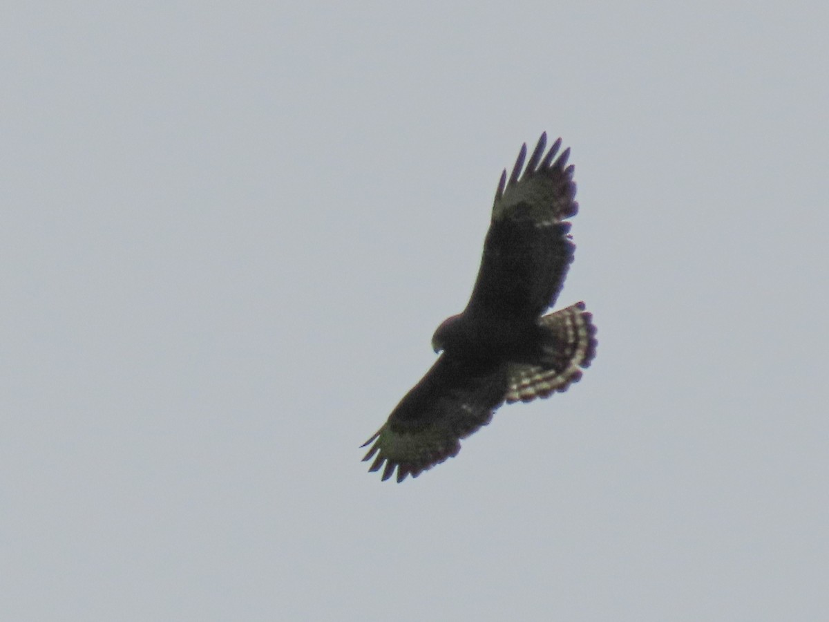 Short-tailed Hawk - Carlos Funes