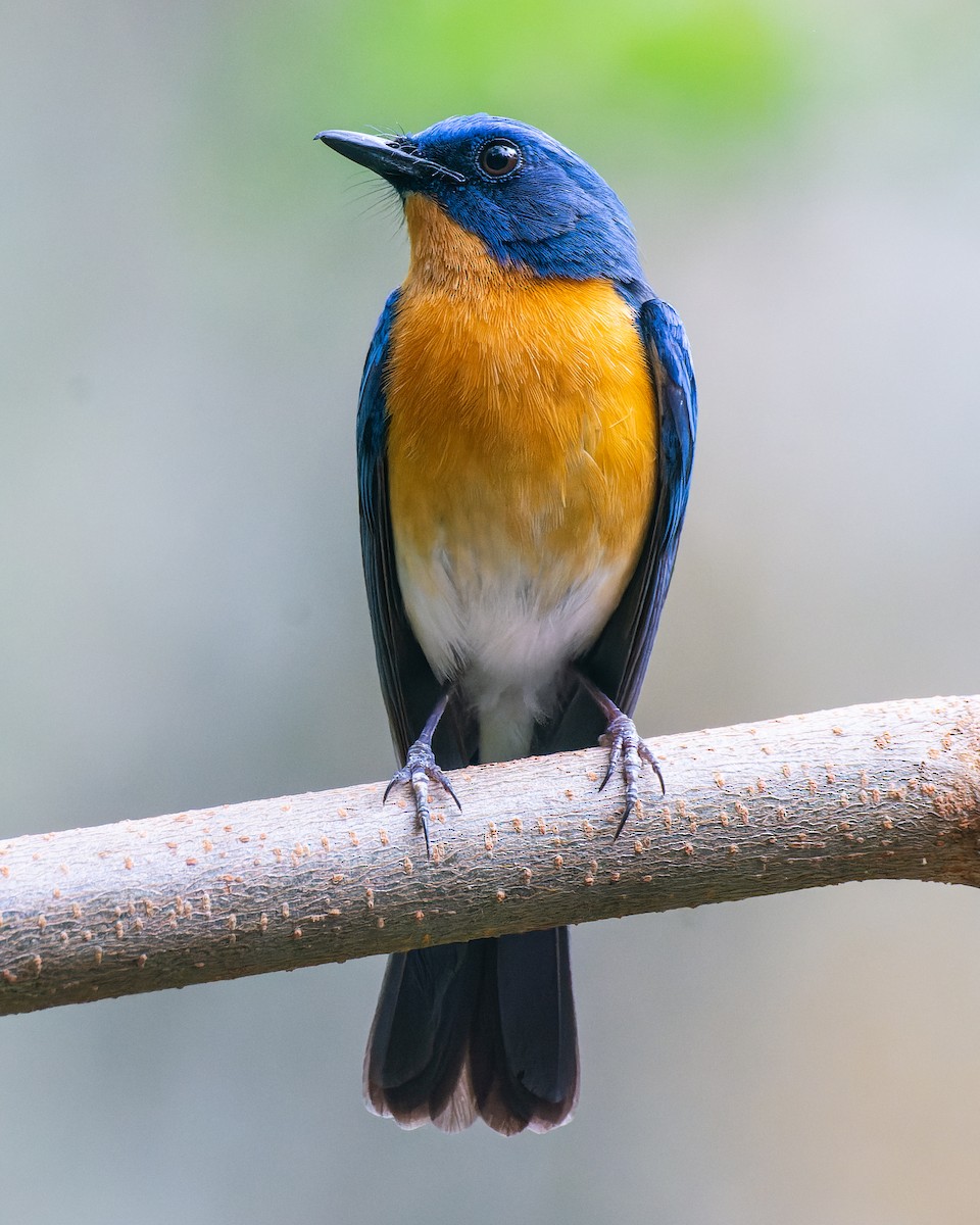 Tickell's Blue Flycatcher - ML620676463