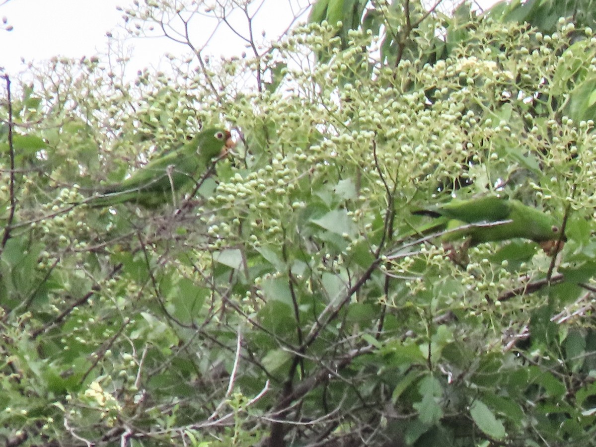 Crimson-fronted Parakeet - ML620676465