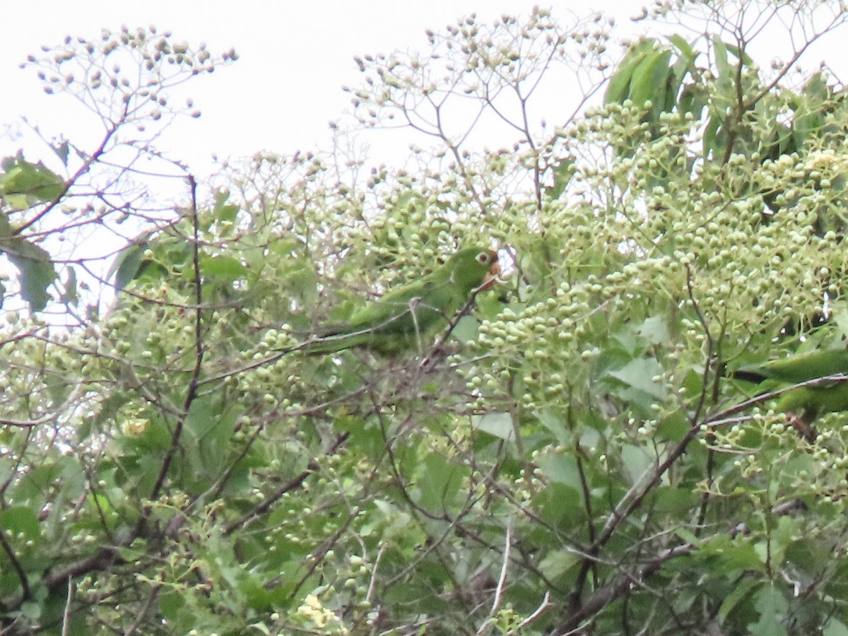 Crimson-fronted Parakeet - ML620676466