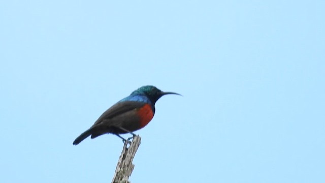 Olive-bellied Sunbird - ML620676467