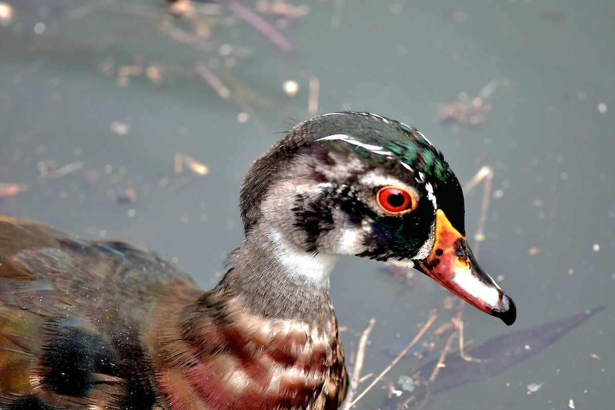 Wood Duck - ML620676472