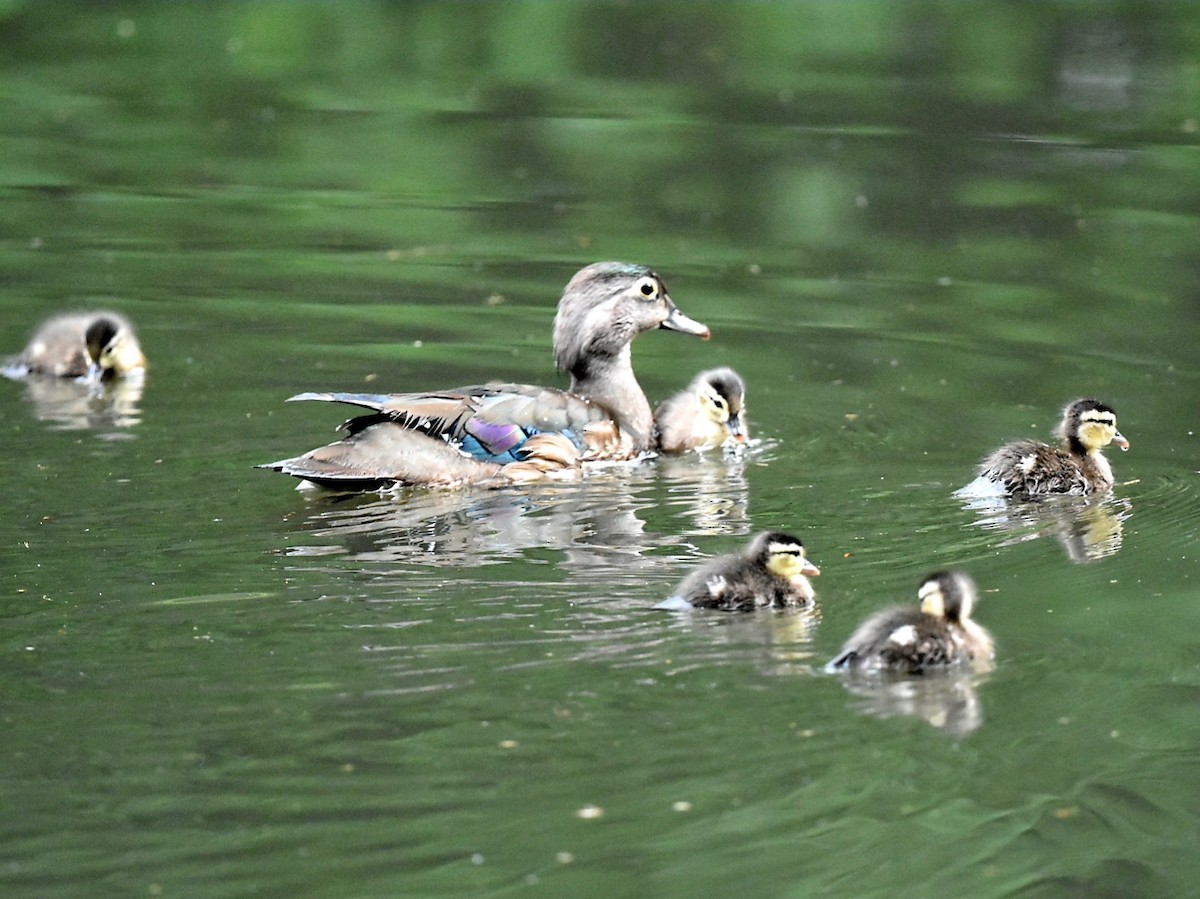 Wood Duck - ML620676474