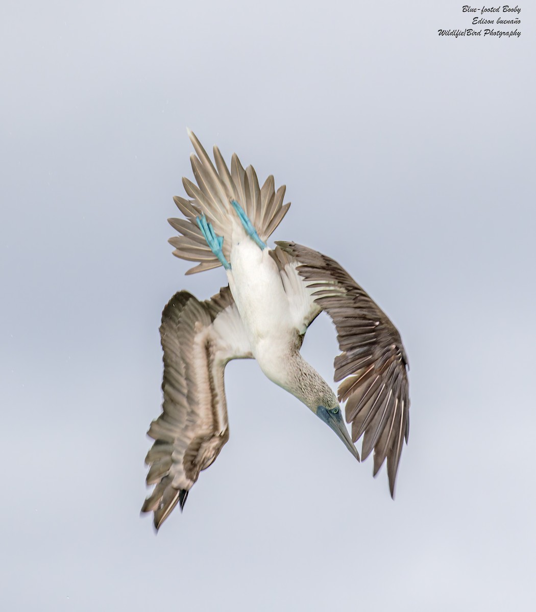 Blue-footed Booby - ML620676475