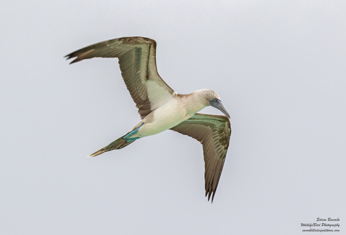 Blue-footed Booby - ML620676478