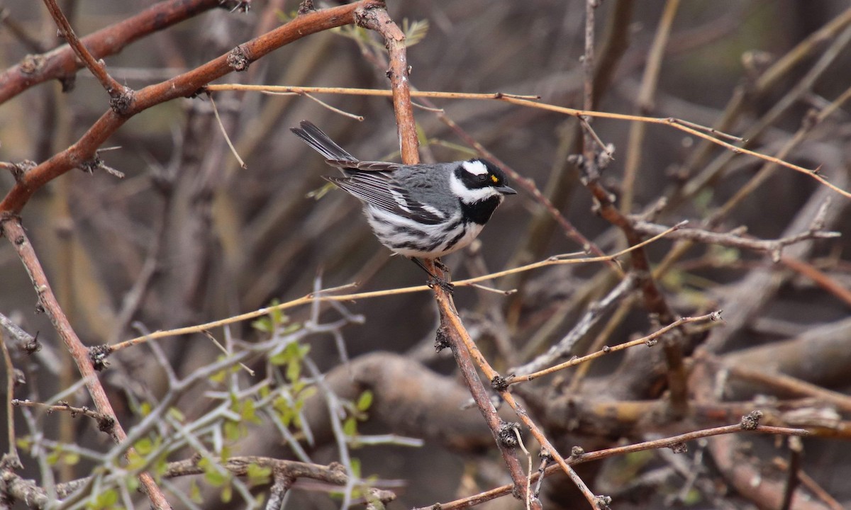 Black-throated Gray Warbler - ML620676482