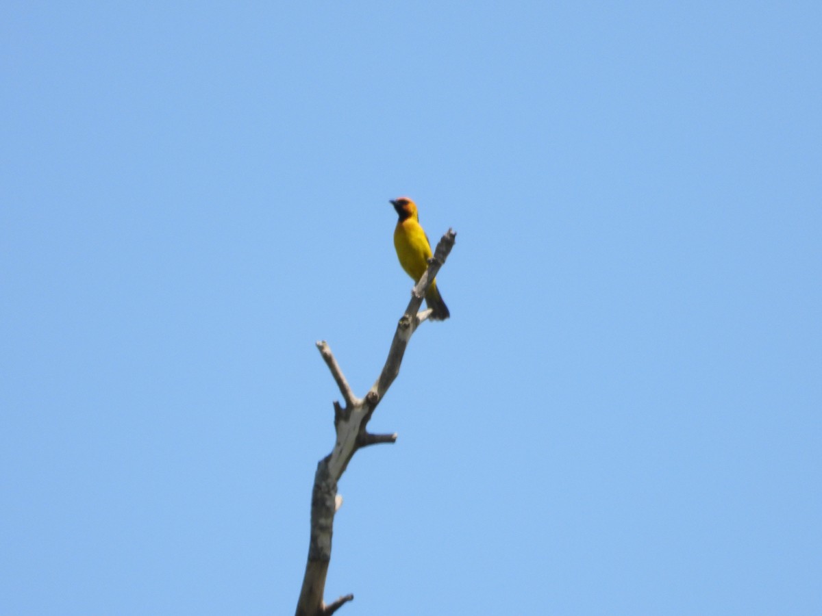 Black-necked Weaver - Jonathan Onongo