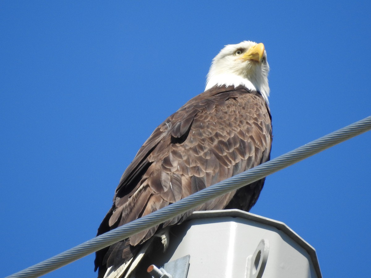 Bald Eagle - ML620676494