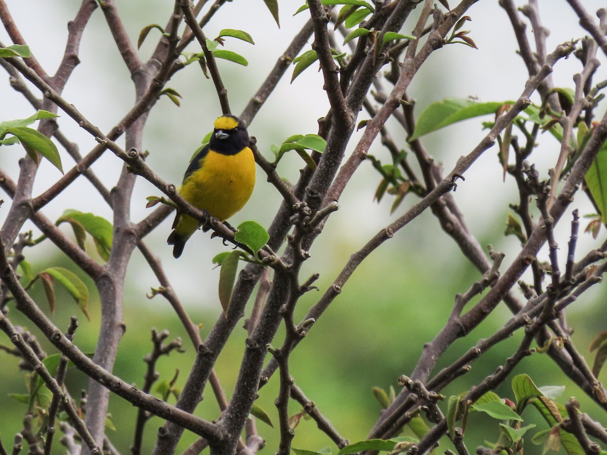 Scrub Euphonia - ML620676502