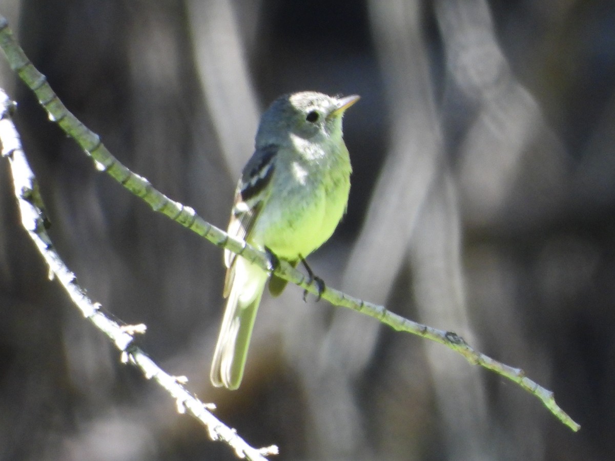 Dusky Flycatcher - ML620676503