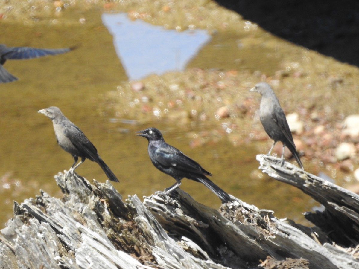 Brewer's Blackbird - ML620676508