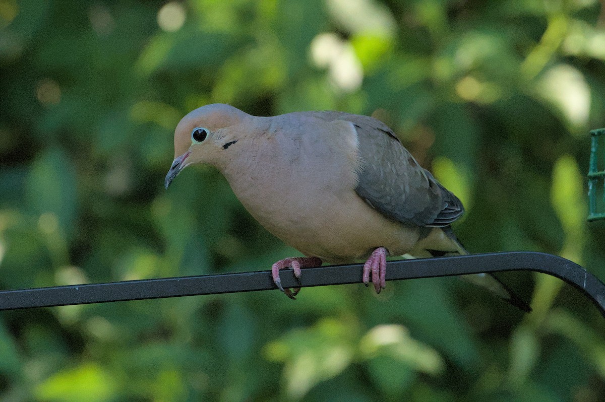 Mourning Dove - ML620676510