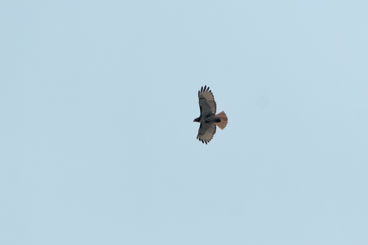 Red-tailed Hawk - ML620676512